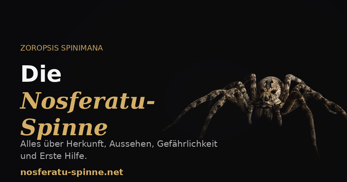 Nosferatu Spinne Alles ber Zoropsis Spinimana Nosferatu spinne nosferatu-spinne-alles-ber-zoropsis-spinimana-nosferatu-spinne